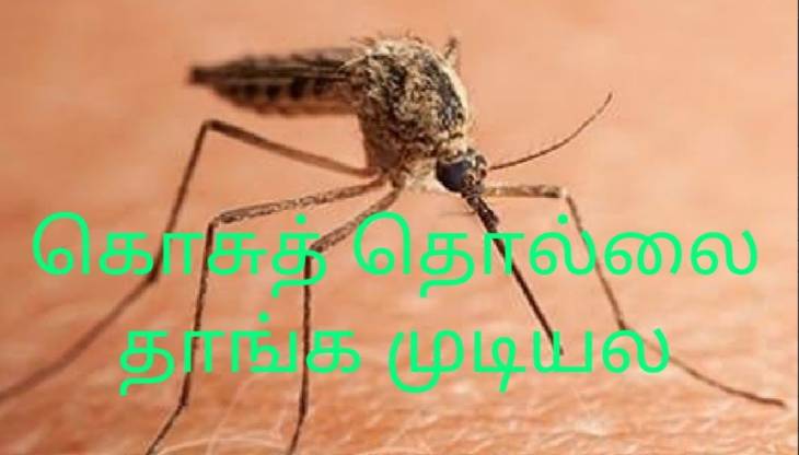 “தூக்கம் போச்சு… கொசு தாண்டவம் தொடர் பிரச்சினை!” — தூத்துக்குடி மக்களின் ஏக்கம்!!