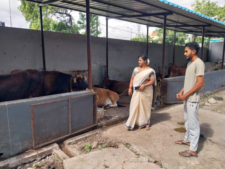சாலையில் சுதந்திரம்…? மாநகராட்சியின் ‘பிரேக்’ – ஒரே இரவில் 25 மாடுகள் பறிமுதல்!